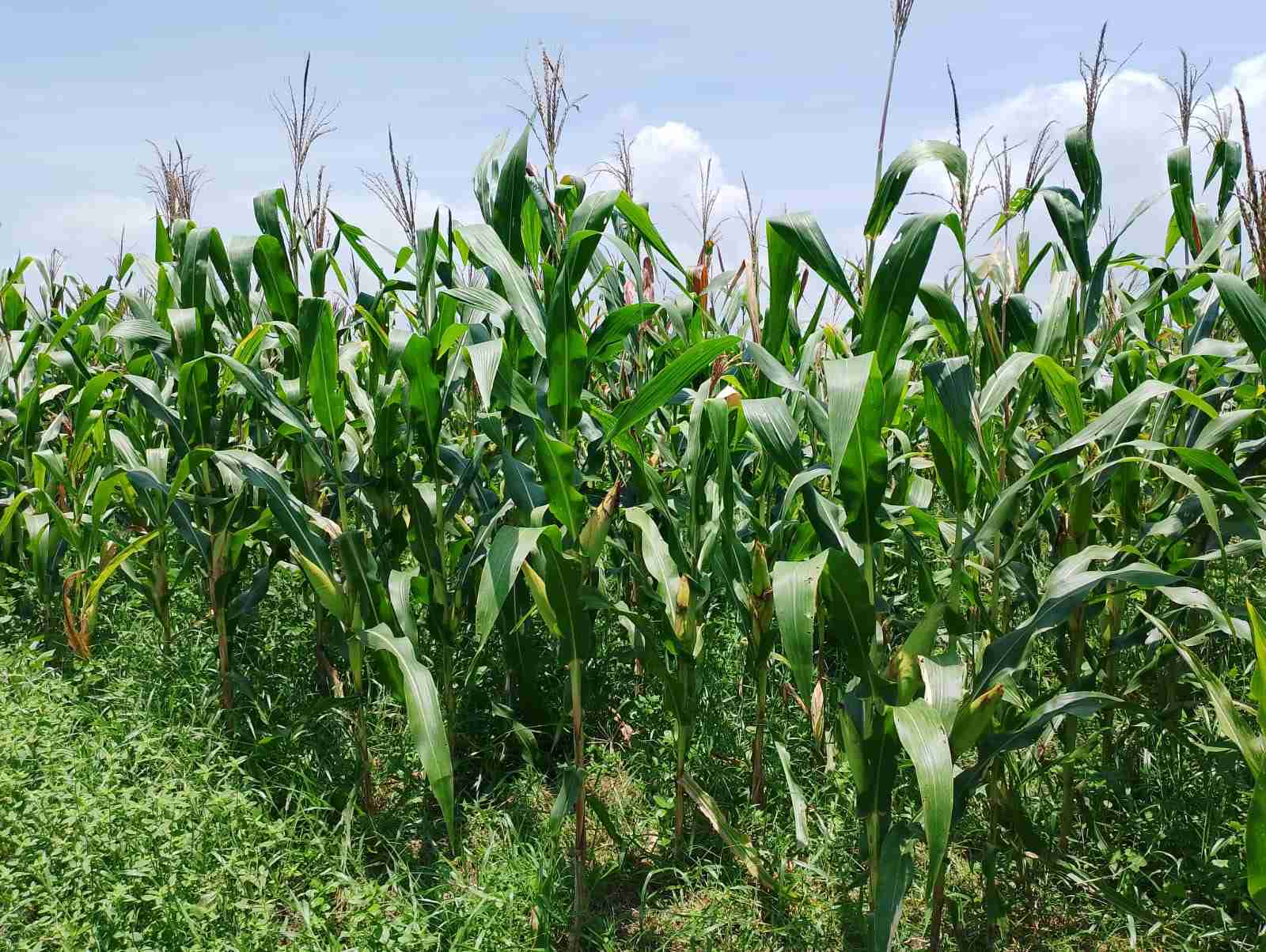 Kebun Jagung Desa Negeri Ratu